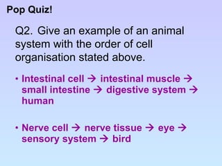 Intestinal cell    intestinal muscle    small intestine    digestive system    human Nerve cell    nerve tissue    eye    sensory system    bird Pop Quiz! Q2. Give an example of an animal  system with the order of cell  organisation stated above. 