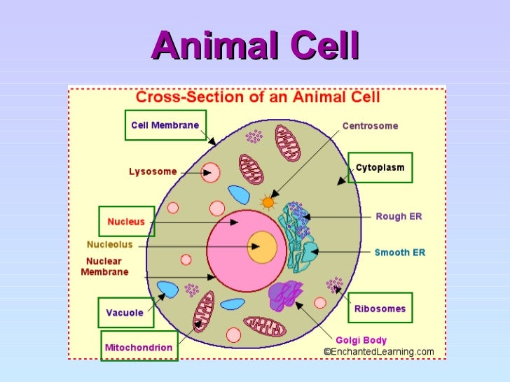 parts of an animal cell