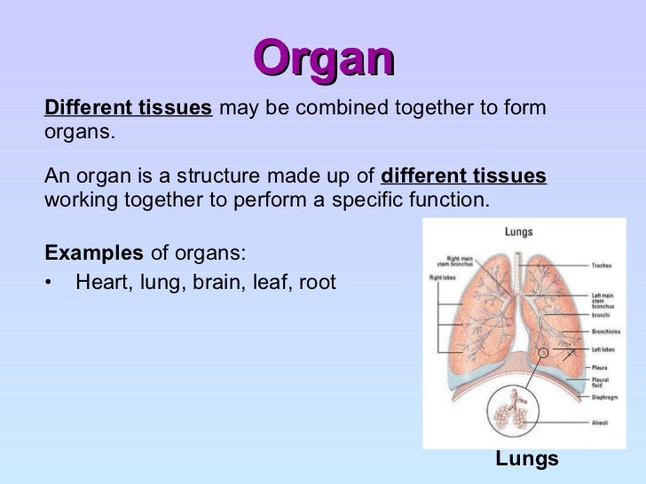 cell structure and organisation how do cells form