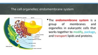 Endomembrane System.drawing Week no. 2 Topic in Earth and Life Science Cell Structure and function ...