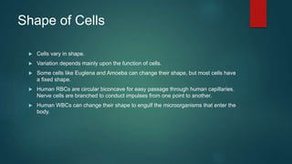 Shape of Cells
 Cells vary in shape.
 Variation depends mainly upon the function of cells.
 Some cells like Euglena and Amoeba can change their shape, but most cells have
a fixed shape.
 Human RBCs are circular biconcave for easy passage through human capillaries.
Nerve cells are branched to conduct impulses from one point to another.
 Human WBCs can change their shape to engulf the microorganisms that enter the
body.
 