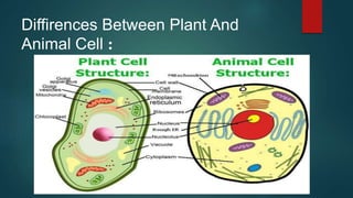 Diffirences Between Plant And
Animal Cell :
 