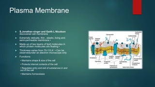 Plasma Membrane
 S.Jonathan singer and Garth L Nicolson
discovered cell membrane
 Extremely delicate, thin , elastic, living and
semi-permeable membrane •
 Made up of two layers of lipid molecules in
which protein molecules are floating •
 Thickness varies from 75-110 A˚ • Can be
observedunder an electron microscope only
 Functions:
• Maintains shape & size of the cell
• Protects internal contents of the cell
• Regulates entry and exit of substances in and
out of the cell
• Maintains homeostasis
 