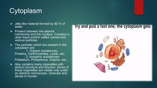 Cytoplasm
 Jelly-like material formed by 80 % of
water.
 Present between the plasma
membrane and the nucleus. Contains a
clear liquid portion called cytosol and
various particles
 The particles which are present in the
cytoplasm are:
1. Organic substances-
Proteins, Carbohydrates, Lipids ,etc.,
2. Inorganic substances-
Potassium, Phosphorus, Sulphur ,etc.,
 Also contains many organelles with
distinct structure and function. Some of
these organelles are visible only under
an electron microscope. Granular and
dense in human
 