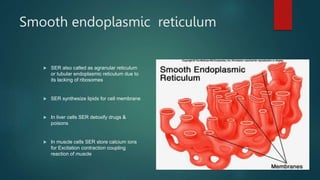 Smooth endoplasmic reticulum
 SER also called as agranular reticulum
or tubular endoplasmic reticulum due to
its lacking of ribosomes
 SER synthesize lipids for cell membrane
 In liver cells SER detoxify drugs &
poisons
 In muscle cells SER store calcium ions
for Excitation contraction coupling
reaction of muscle
 