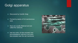 Golgi apparatus
 Discovered by Camillo Golgi
 Formed by stacks of 5-8 membranous
sacs
 Sacs are usually flattened and are
called the cisternae
 Has two ends: cis face situated near
the endoplasmic reticulum and trans
face situated near the cell membrane
 