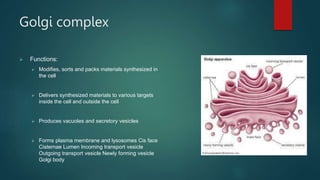 Golgi complex
 Functions:
 Modifies, sorts and packs materials synthesized in
the cell
 Delivers synthesized materials to various targets
inside the cell and outside the cell
 Produces vacuoles and secretory vesicles
 Forms plasma membrane and lysosomes Cis face
Cisternae Lumen Incoming transport vesicle
Outgoing transport vesicle Newly forming vesicle
Golgi body
 