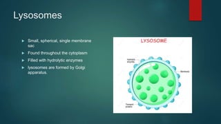 Lysosomes
 Small, spherical, single membrane
sac
 Found throughout the cytoplasm
 Filled with hydrolytic enzymes
 lysosomes are formed by Golgi
apparatus.
 