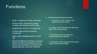 Functions:
 Help in digesting of large molecules
 Protect cell by destroying foreign
invaders like bacteria and viruses
 Degradation of worn out organelles
 In dead cells perform autolysis
Lysosomes
 often called ‘garbage system’ of the
cell
 About 50 different hydrolytic enzymes,
known as acid hydroxylases are pre
sent in the lysosomes, through which
lysosomes exe cute their functions.
 Important lysosomal enzymes :
1. Proteases, which hydrolyze the
proteins into amino acids.
2. Lipases, which hydrolyze the lipids into
fatty acids and glycerides .
3. Amylases, which hydrolyze the
polysaccharides into glucose.
4. Nucleases, which hydrolyze the nucleic
acids into mononucleotides.
 