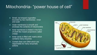 Mitochondria- “power house of cell”
 Small, rod shaped organelles
bounded by two membranes - inner
and outer
 Outer membrane is smooth and
encloses the contents of mitochondria
 Inner membrane is folded in the form
of shelf like inward projections called
cristae
 Inner cavity is filled with matrix which
contains many enzymes
 Contain their own DNA which are
responsible for many enzymatic
actions

 