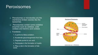 Peroxisomes
 Peroxisomes or microbodies are the
membrane limited vesicles like the
lysosomes.
 Peroxisomes contain some oxidative
enzymes such as catalase, urate
oxidase and Damino acid oxidase.
 Functions:
1. It performs Beta-oxidation.
2. Accelerate gluconeogenesis from fats.
3. Degrade purine to uric acid.
4. Participate in the formation of myelin.
5. Play a role in the formation of bile
acids.
 