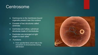Centrosome
 Centrosome is the membrane bound
organelle present near the nucleus
 Consists of two structures called
centrioles
 Centrioles are hollow, cylindrical
structures made of microtubules
 Centrioles are arranged at right
angles to each other
 Functions:
 Form spindle fibres which help in the
movement of chromosomes during
cell division
 