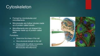 Cytoskeleton
 Formed by microtubules and
microfilaments
 Microtubules are hollow tubules made
up of protein called tubulin
 Microfilaments are rod shaped thin
filaments made up of protein called
actin
Functions:
 Determine the shape of the cell
 Give structural strength to the cell
 Responsible for cellular movements
Cytoskeleton Cell membrane
Microtubules Microfilaments
 