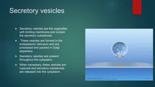 Secretory vesicles
 Secretory vesicles are the organelles
with limiting membrane and contain
the secretory substances.
 These vesicles are formed in the
endoplasmic reticulum and are
processed and packed in Golgi
apparatus.
 Secretory vesicles are present
throughout the cytoplasm.
 When necessary, these vesicles are
ruptured and secretory substances
are released into the cytoplasm.
 