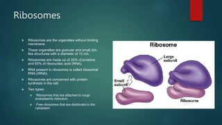 Ribosomes
 Ribosomes are the organelles without limiting
membrane.
 These organelles are granular and small dot-
like structures with a diameter of 15 nm.
 Ribosomes are made up of 35% of proteins
and 65% of ribonucleic acid (RNA).
 RNA present in ribosomes is called ribosomal
RNA (rRNA).
 Ribosomes are concerned with protein
synthesis in the cell.
 Two types:
 Ribosomes that are attached to rough
endoplasmic reticulum.
 Free ribosomes that are distributed in the
cytoplasm
 