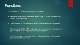 Functions
 Also called as Protein factories (protein synthesis).
 Messenger RNA (mRNA) carries the genetic code for protein synthesis from
nucleus to the ribosomes.
 The ribosomes, in turn arrange the amino acids into small units of proteins.
 Ribosomes attached to RER synthesize enzymatic proteins, hormonal proteins,
lysosomal proteins and the proteins of the cell membrane.
 Free ribosomes are responsible for the synthesis of proteins in hemoglobin,
peroxisome and mitochondria.
 