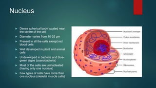 Nucleus
 Dense spherical body located near
the centre of the cell
 Diameter varies from 10-25 µm
 Present in all the cells except red
blood cells
 Well developed in plant and animal
cells
 Undeveloped in bacteria and blue-
green algae (cyanobacteria)
 Most of the cells are uninucleated
(having only one nucleus)
 Few types of cells have more than
one nucleus (skeletal muscle cells)
 