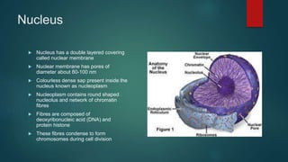 Nucleus
 Nucleus has a double layered covering
called nuclear membrane
 Nuclear membrane has pores of
diameter about 80-100 nm
 Colourless dense sap present inside the
nucleus known as nucleoplasm
 Nucleoplasm contains round shaped
nucleolus and network of chromatin
fibres
 Fibres are composed of
deoxyribonucleic acid (DNA) and
protein histone
 These fibres condense to form
chromosomes during cell division
 