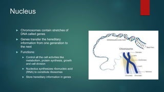 Nucleus
 Chromosomes contain stretches of
DNA called genes
 Genes transfer the hereditary
information from one generation to
the next
 Functions:
 Control all the cell activities like
metabolism, protein synthesis, growth
and cell division
 Nucleolus synthesizes ribonucleic acid
(RNA) to constitute ribosomes
 Store hereditary information in genes
 