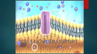 CELLULAR TRANSPORT
 