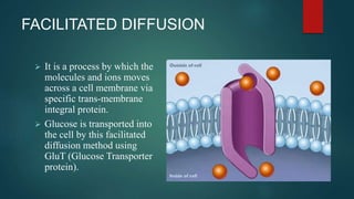 FACILITATED DIFFUSION
 It is a process by which the
molecules and ions moves
across a cell membrane via
specific trans-membrane
integral protein.
 Glucose is transported into
the cell by this facilitated
diffusion method using
GluT (Glucose Transporter
protein).
 