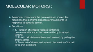 MOLECULAR MOTORS :
 Molecular motors are the protein-based molecular
machines that perform intracellular movements in
response to specific stimuli.
 Functions:
 1. Transport of synaptic vesicles containing
neurotransmitters from the nerve cell body to synaptic
terminal
2. Role in cell division (mitosis and meiosis) by pulling the
chromosomes
3. Transport of viruses and toxins to the interior of the cell
for its own detriment.
 