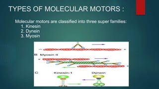 TYPES OF MOLECULAR MOTORS :
Molecular motors are classified into three super families:
1. Kinesin
2. Dynein
3. Myosin
 