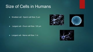 Size of Cells in Humans
 Smallest cell - Sperm cell Size: 5 µm
 Largest cell - Ovum cell Size: 120 µm
 Longest cell - Nerve cell Size: 1 m
 