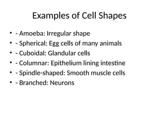 Cell Structure and Types Prokaryotic and Eukaryotic .pptx