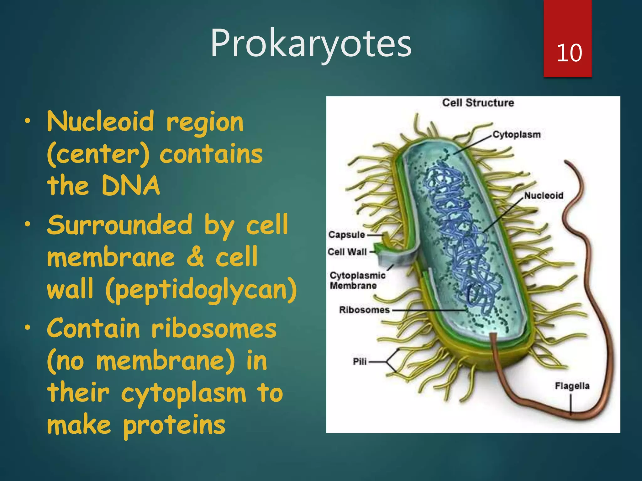 Prokaryotes 10
• Nucleoid region
(center) contains
the DNA
• Surrounded by cell
membrane & cell
wall (peptidoglycan)
• Contain ribosomes
(no membrane) in
their cytoplasm to
make proteins
 
