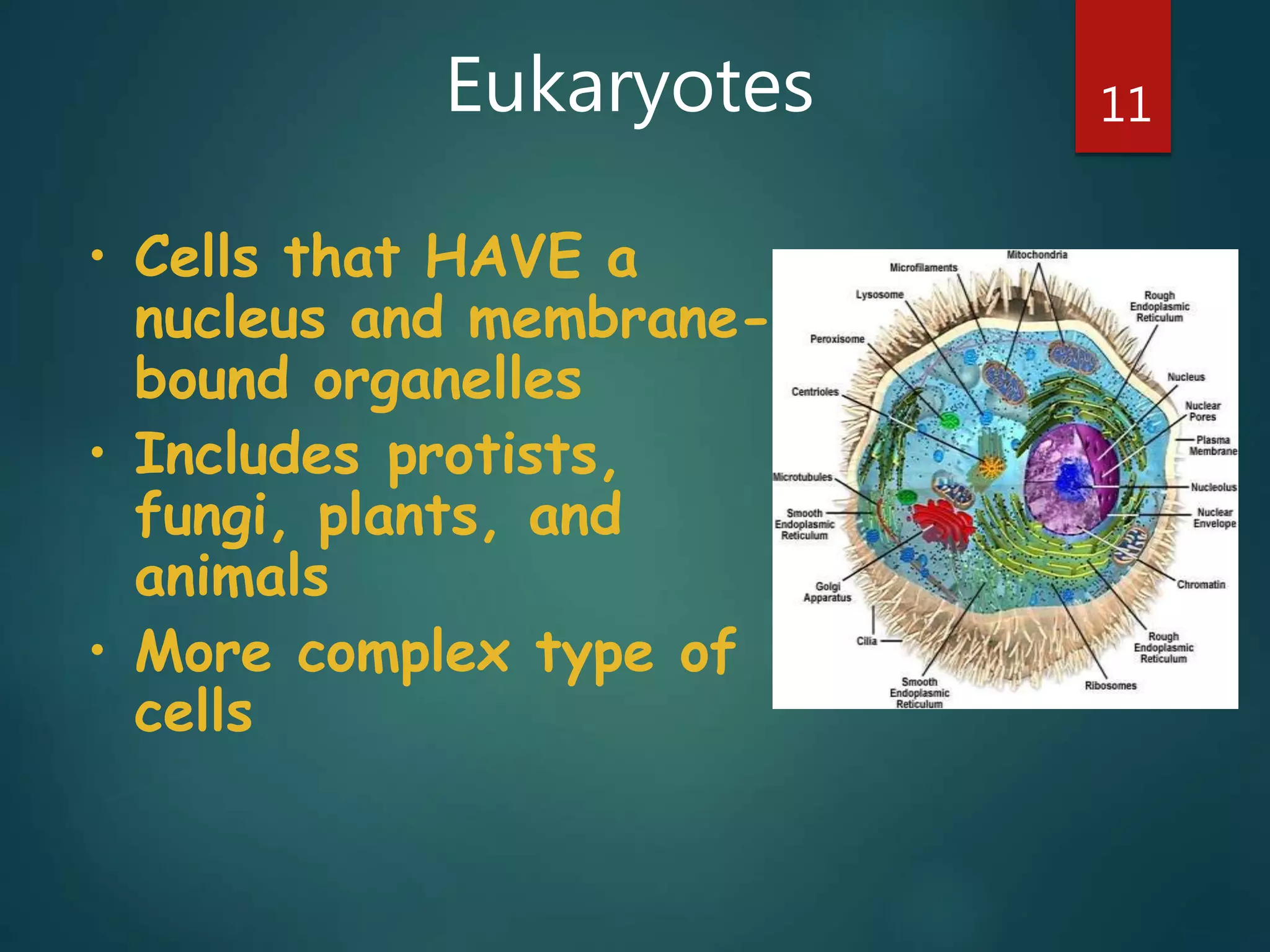 Eukaryotes 11
• Cells that HAVE a
nucleus and membrane-
bound organelles
• Includes protists,
fungi, plants, and
animals
• More complex type of
cells
 