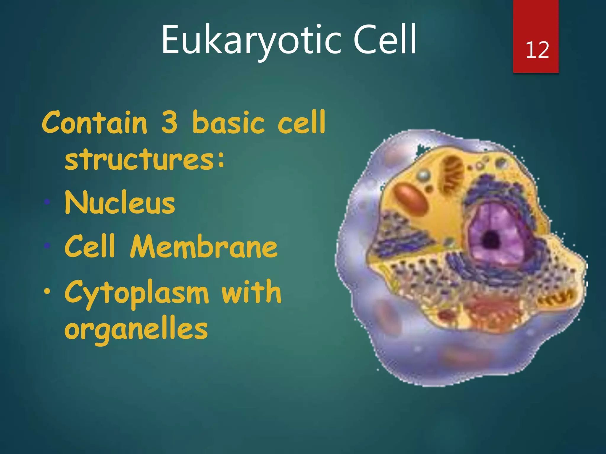 Eukaryotic Cell 12
Contain 3 basic cell
structures:
• Nucleus
• Cell Membrane
• Cytoplasm with
organelles
 