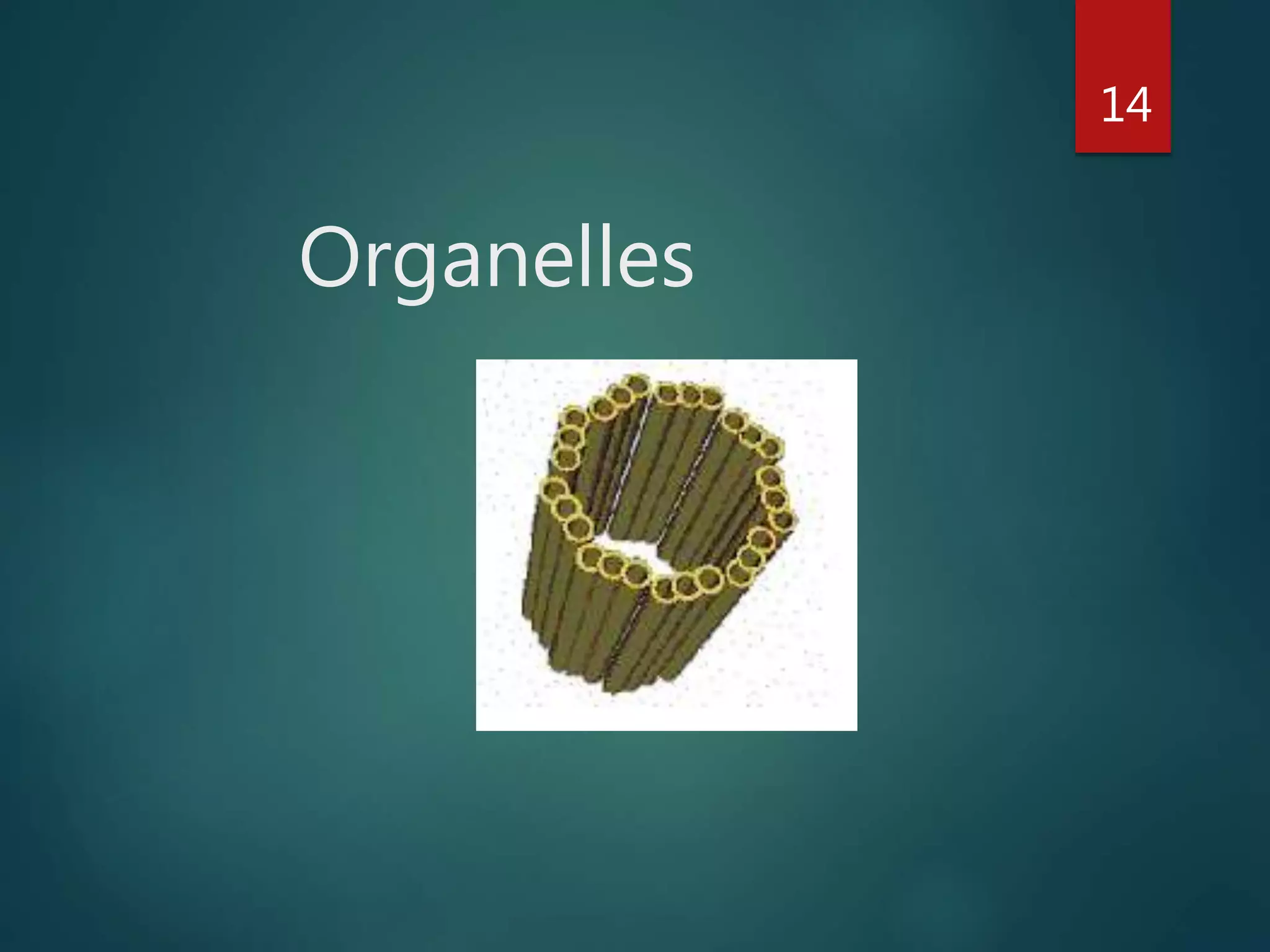 Organelles
14
 