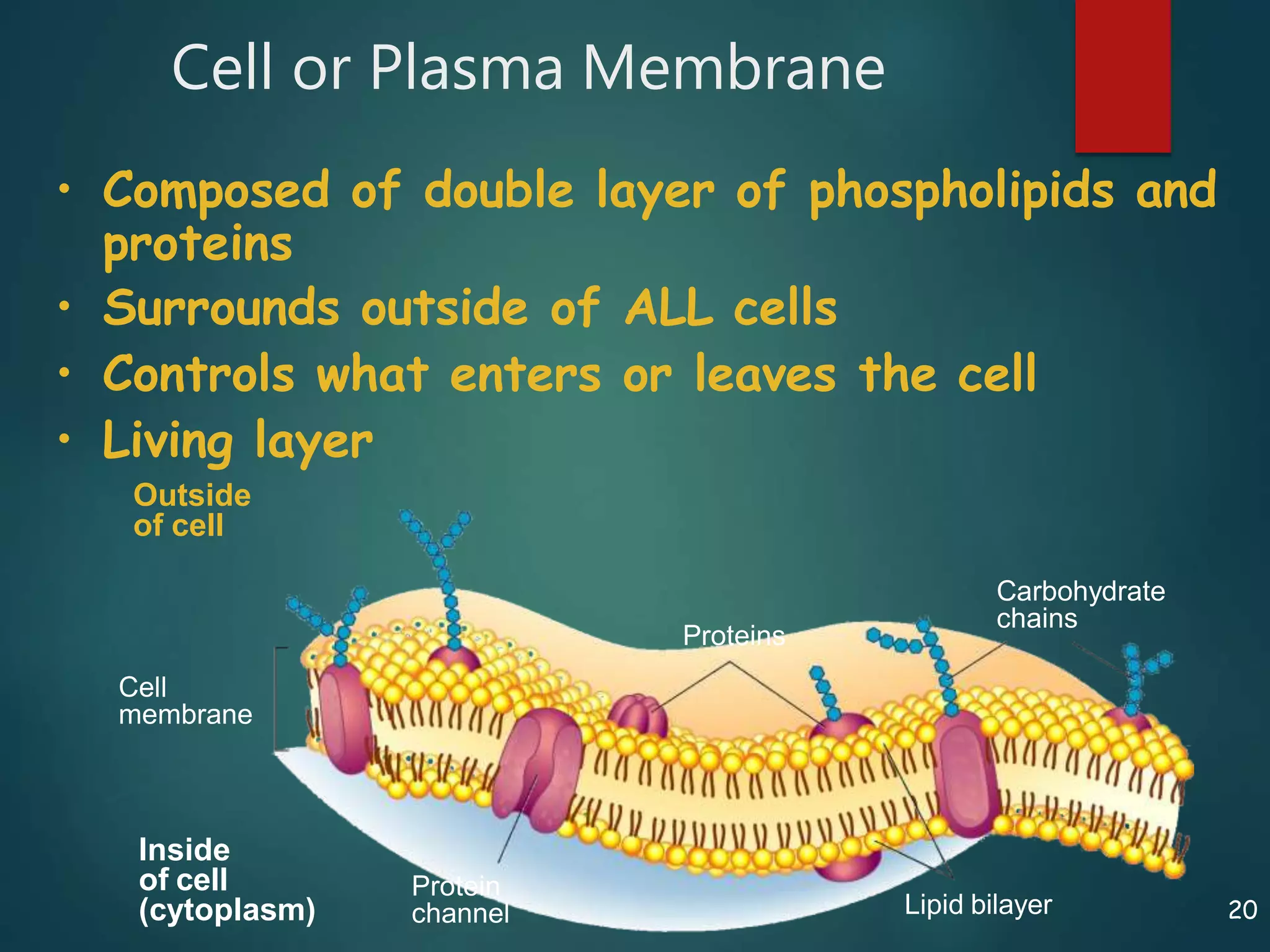 20
Cell or Plasma Membrane
Inside
of cell
(cytoplasm)
Cell
membrane
Proteins
Protein
channel Lipid bilayer
Carbohydrate
chains
• Composed of double layer of phospholipids and
proteins
• Surrounds outside of ALL cells
• Controls what enters or leaves the cell
• Living layer
Outside
of cell
 