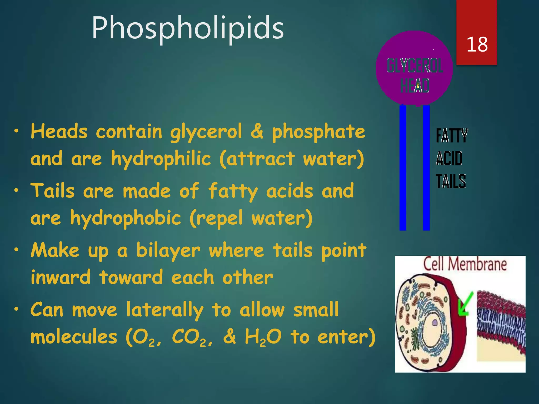 Phospholipids 18
• Heads contain glycerol & phosphate
and are hydrophilic (attract water)
• Tails are made of fatty acids and
are hydrophobic (repel water)
• Make up a bilayer where tails point
inward toward each other
• Can move laterally to allow small
molecules (O2, CO2, & H2O to enter)
 