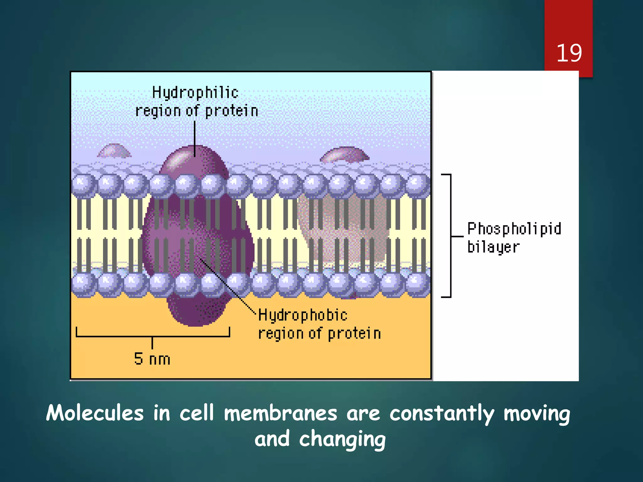 19
Molecules in cell membranes are constantly moving
and changing
 