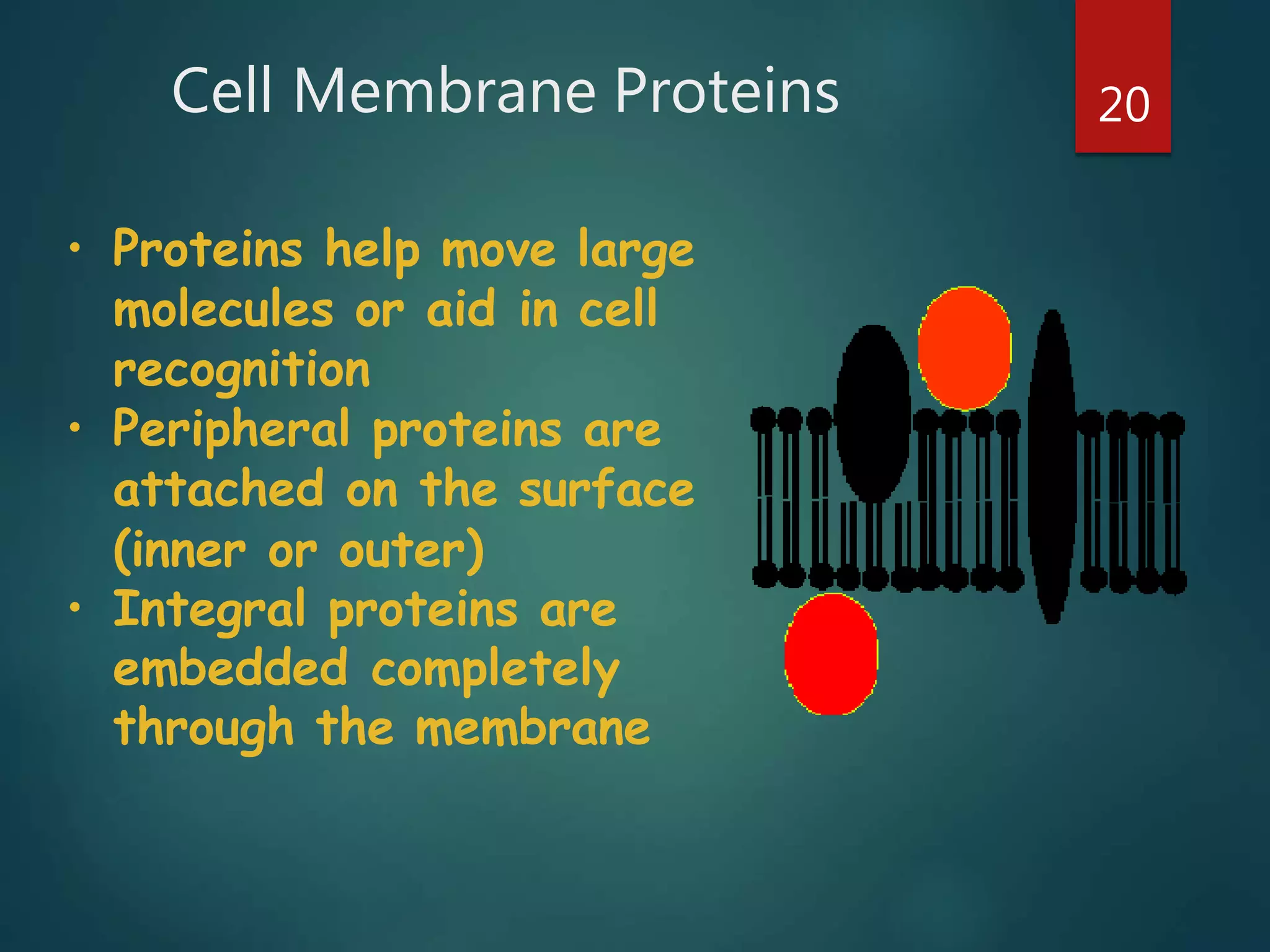 Cell Membrane Proteins 20
• Proteins help move large
molecules or aid in cell
recognition
• Peripheral proteins are
attached on the surface
(inner or outer)
• Integral proteins are
embedded completely
through the membrane
 