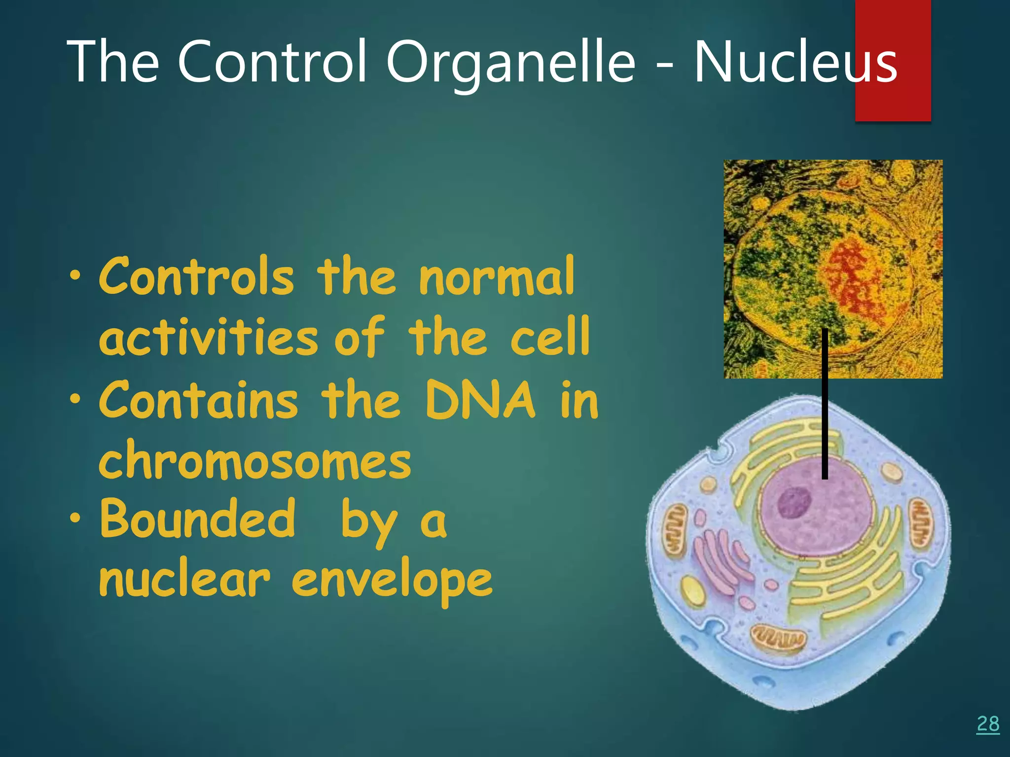 28
• Controls the normal
activities of the cell
• Contains the DNA in
chromosomes
• Bounded by a
nuclear envelope
The Control Organelle - Nucleus
 