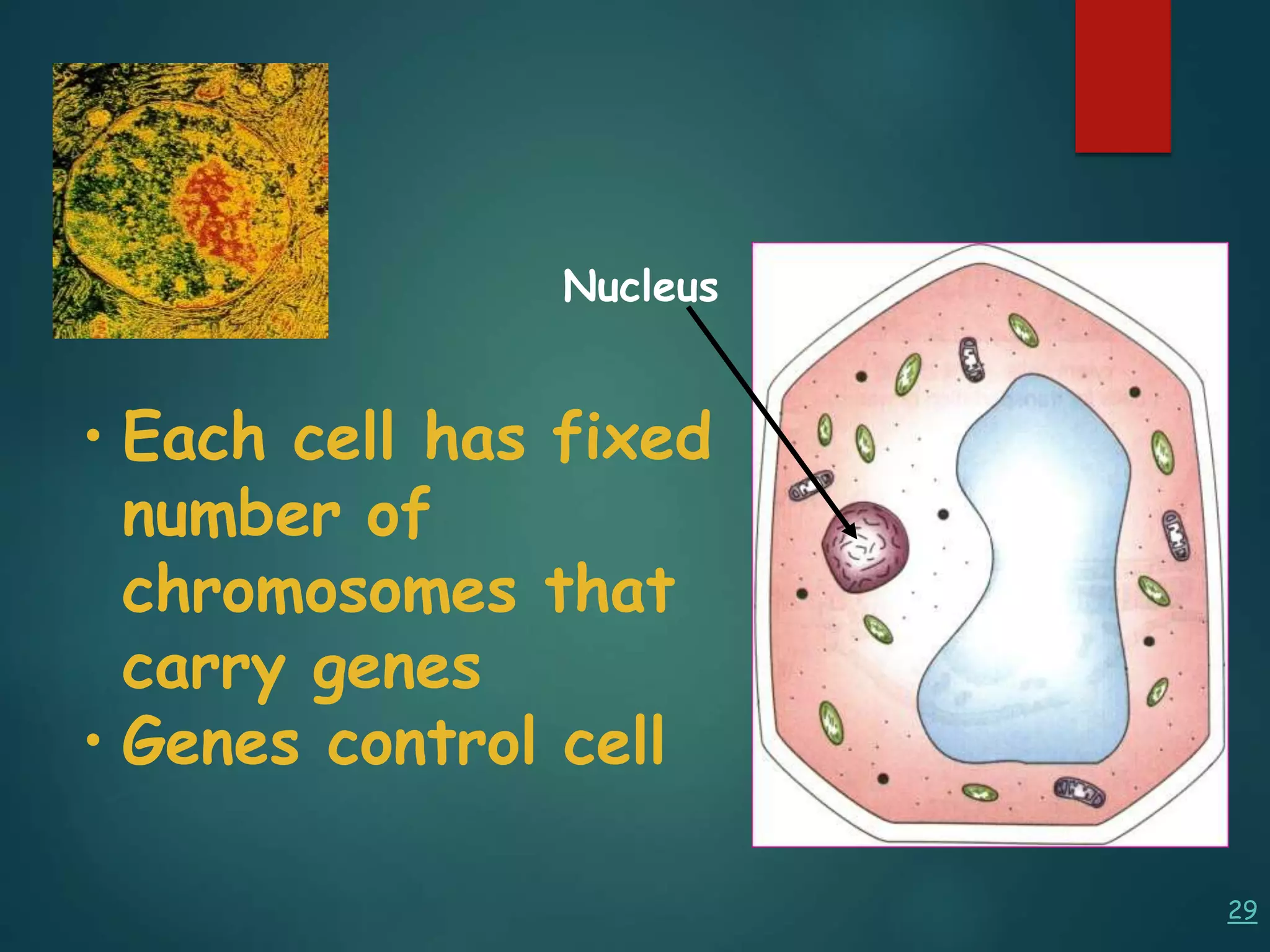 29
• Each cell has fixed
number of
chromosomes that
carry genes
• Genes control cell
Nucleus
 
