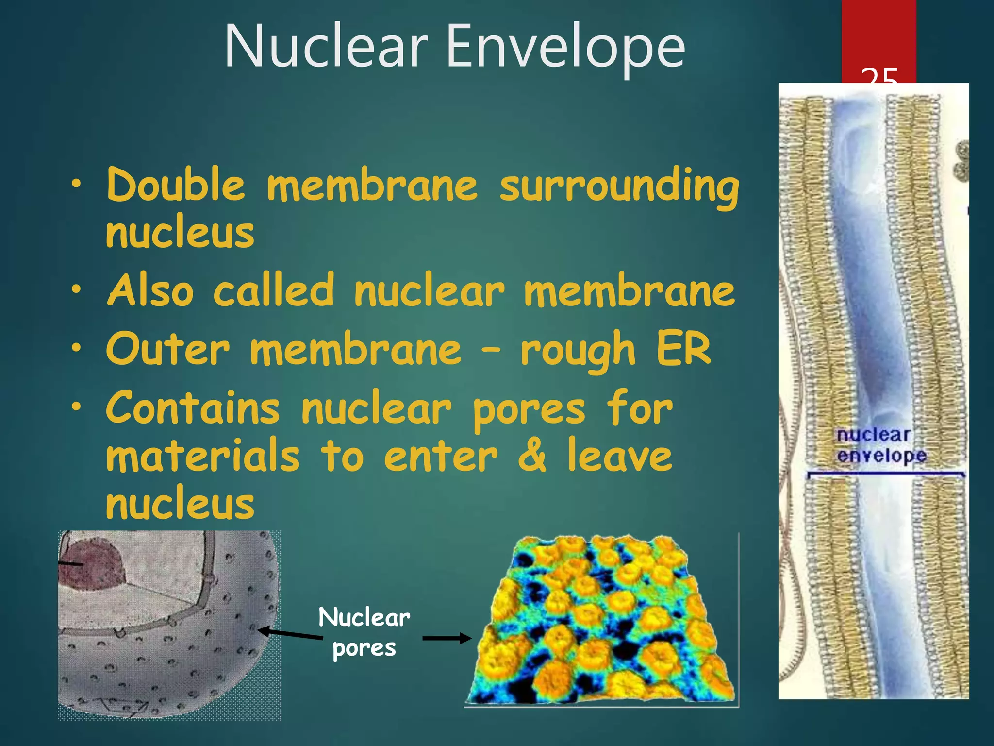 Nuclear Envelope 25
• Double membrane surrounding
nucleus
• Also called nuclear membrane
• Outer membrane – rough ER
• Contains nuclear pores for
materials to enter & leave
nucleus
Nuclear
pores
 