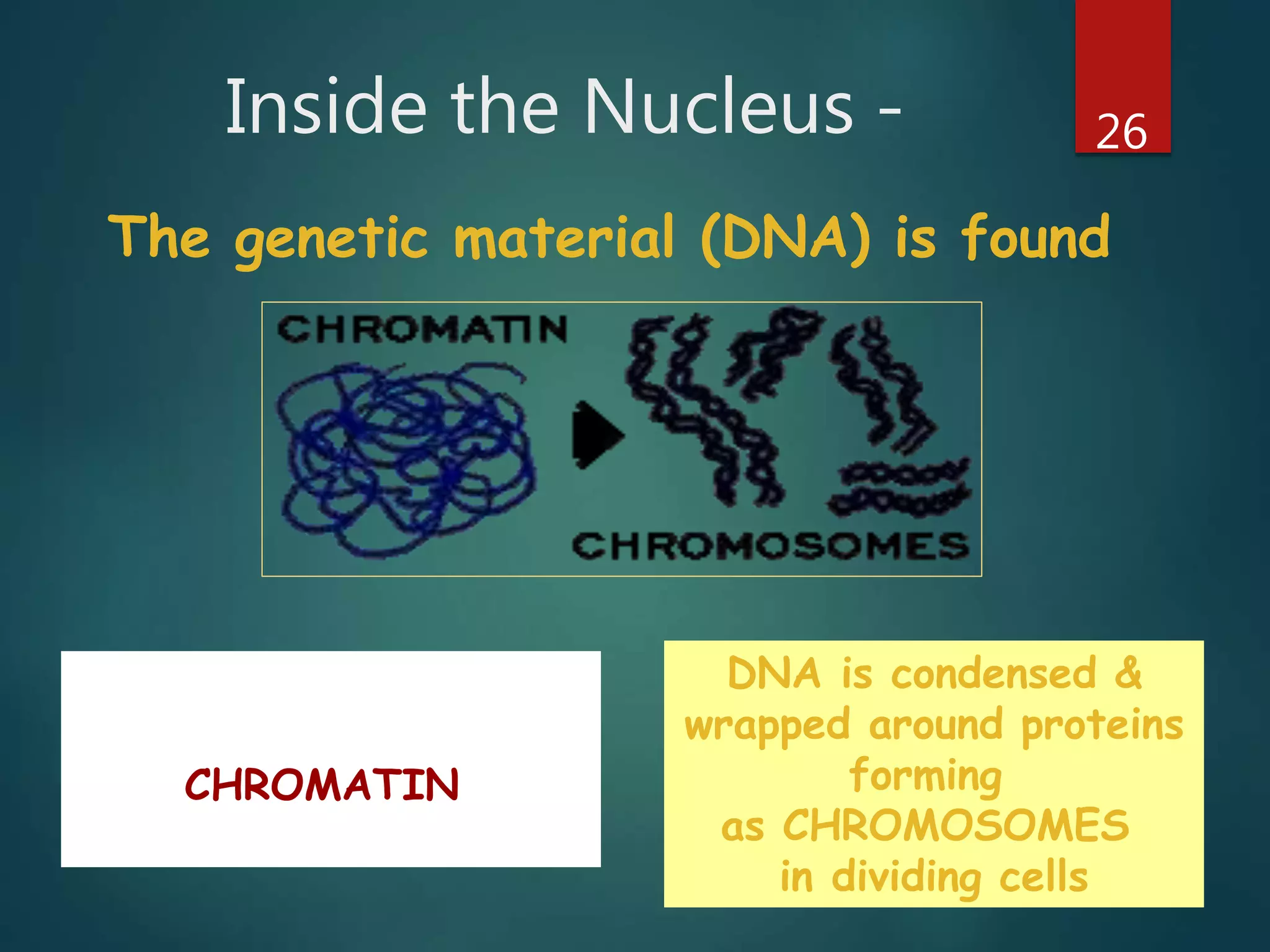 Inside the Nucleus - 26
The genetic material (DNA) is found
DNA is spread out
And appears as
CHROMATIN
in non-dividing cells
DNA is condensed &
wrapped around proteins
forming
as CHROMOSOMES
in dividing cells
 