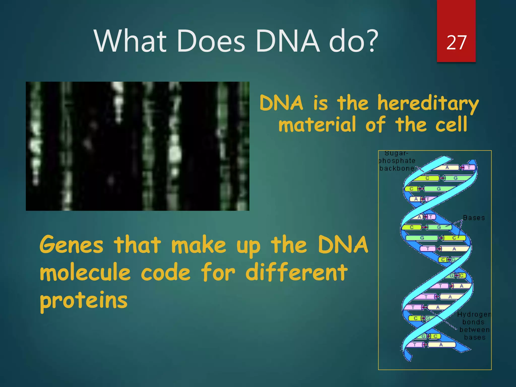 What Does DNA do? 27
DNA is the hereditary
material of the cell
Genes that make up the DNA
molecule code for different
proteins
 