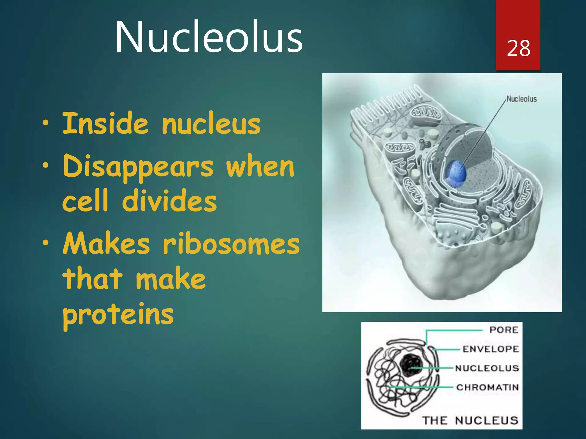 Nucleolus 28
• Inside nucleus
• Disappears when
cell divides
• Makes ribosomes
that make
proteins
 