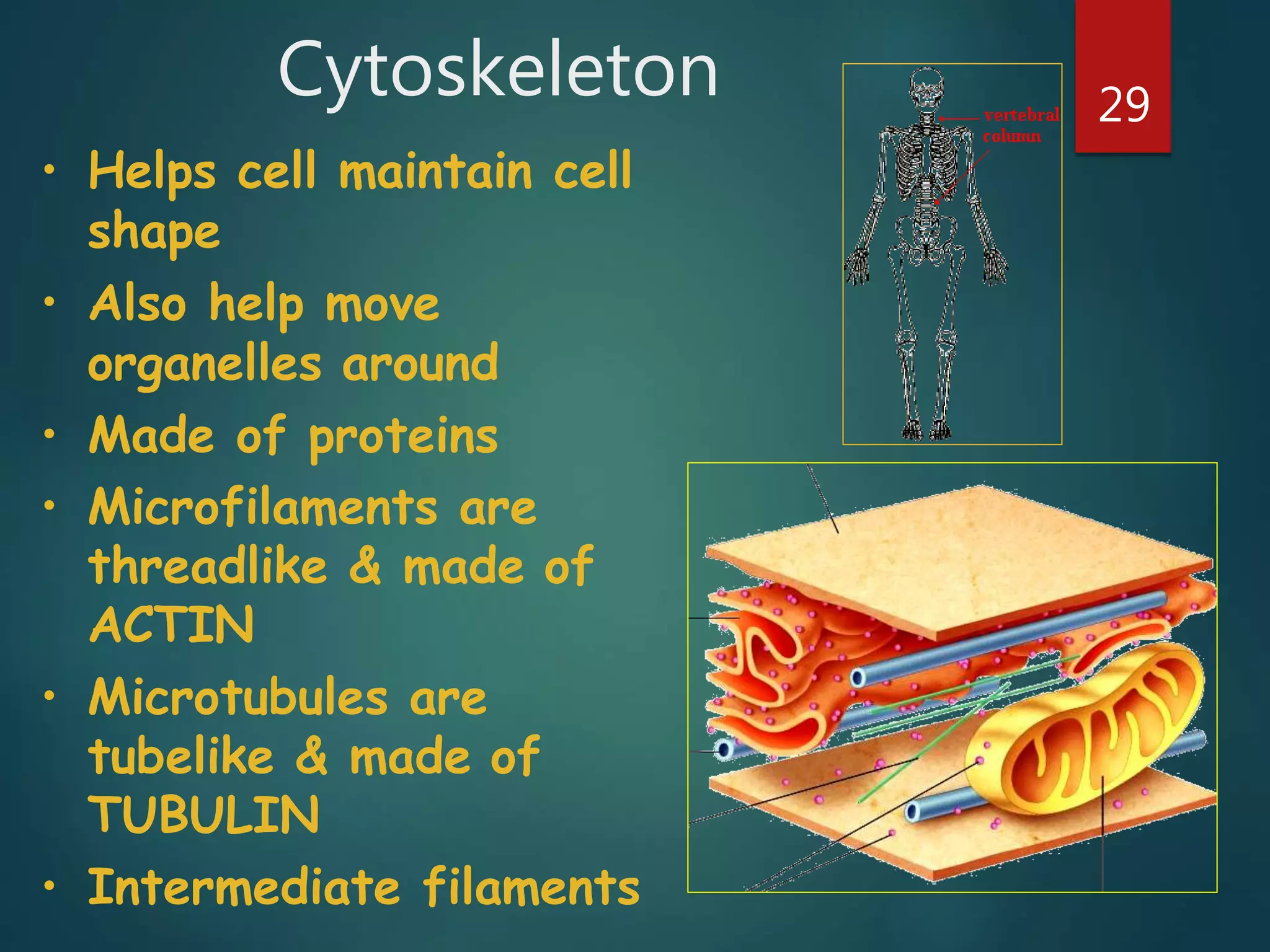 Cytoskeleton 29
• Helps cell maintain cell
shape
• Also help move
organelles around
• Made of proteins
• Microfilaments are
threadlike & made of
ACTIN
• Microtubules are
tubelike & made of
TUBULIN
• Intermediate filaments
 