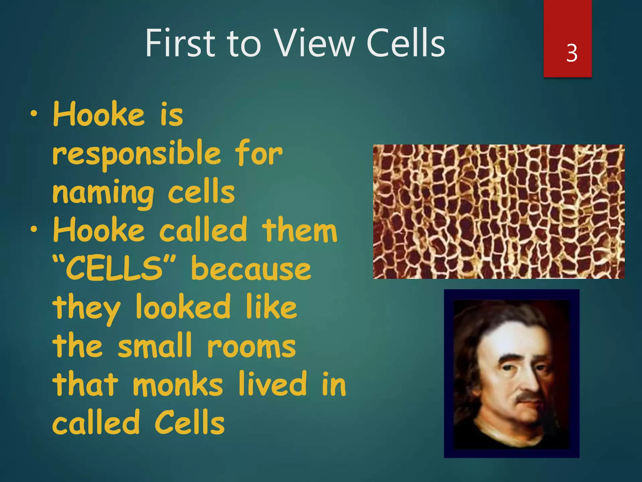 First to View Cells 3
• Hooke is
responsible for
naming cells
• Hooke called them
“CELLS” because
they looked like
the small rooms
that monks lived in
called Cells
 