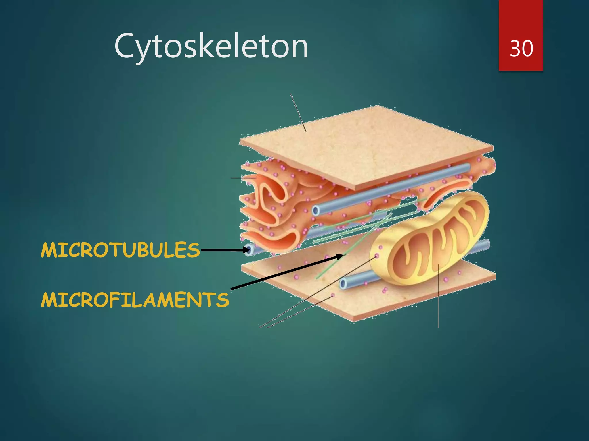 Cytoskeleton 30
MICROTUBULES
MICROFILAMENTS
 
