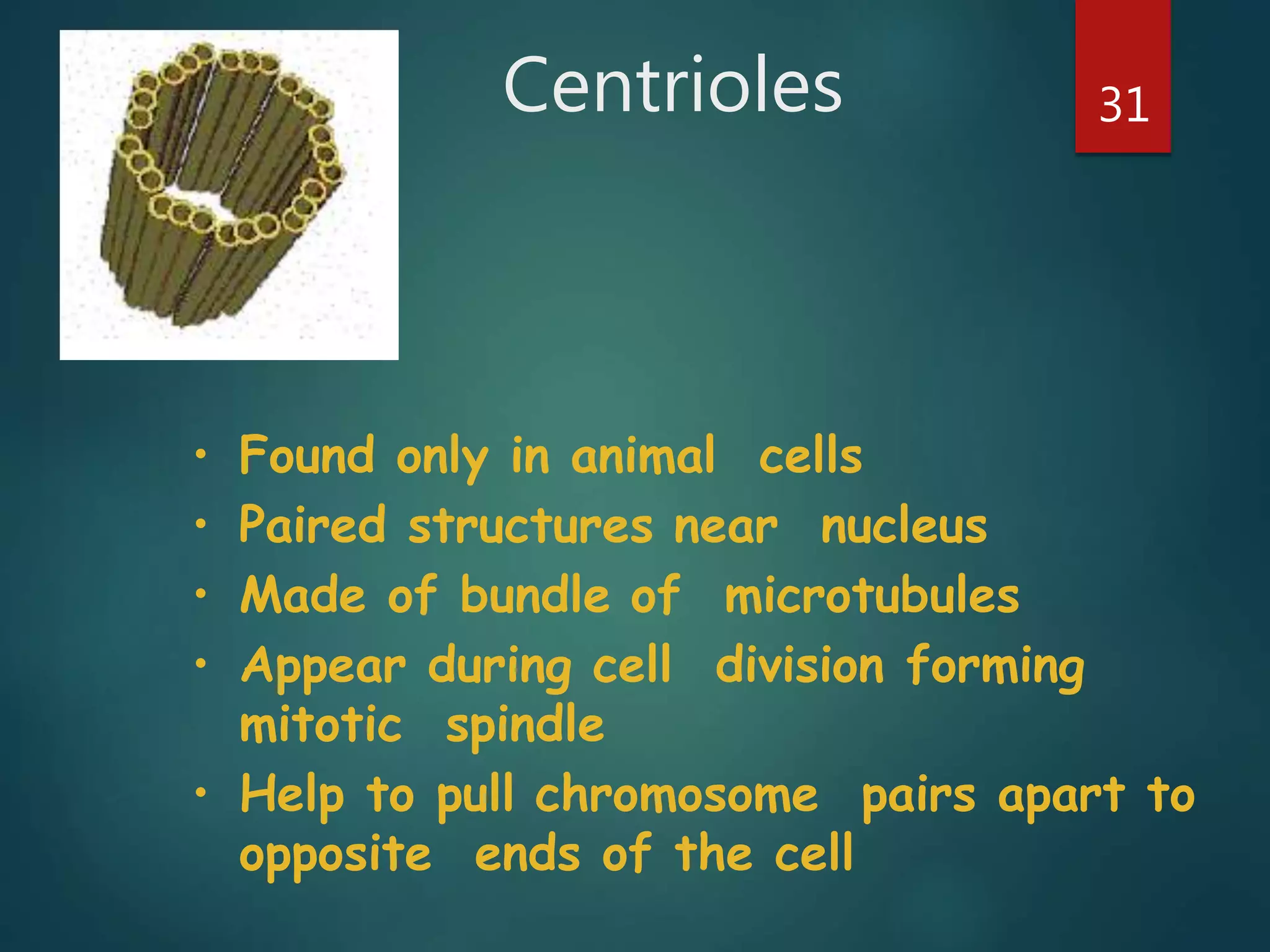 Centrioles 31
• Found only in animal cells
• Paired structures near nucleus
• Made of bundle of microtubules
• Appear during cell division forming
mitotic spindle
• Help to pull chromosome pairs apart to
opposite ends of the cell
 
