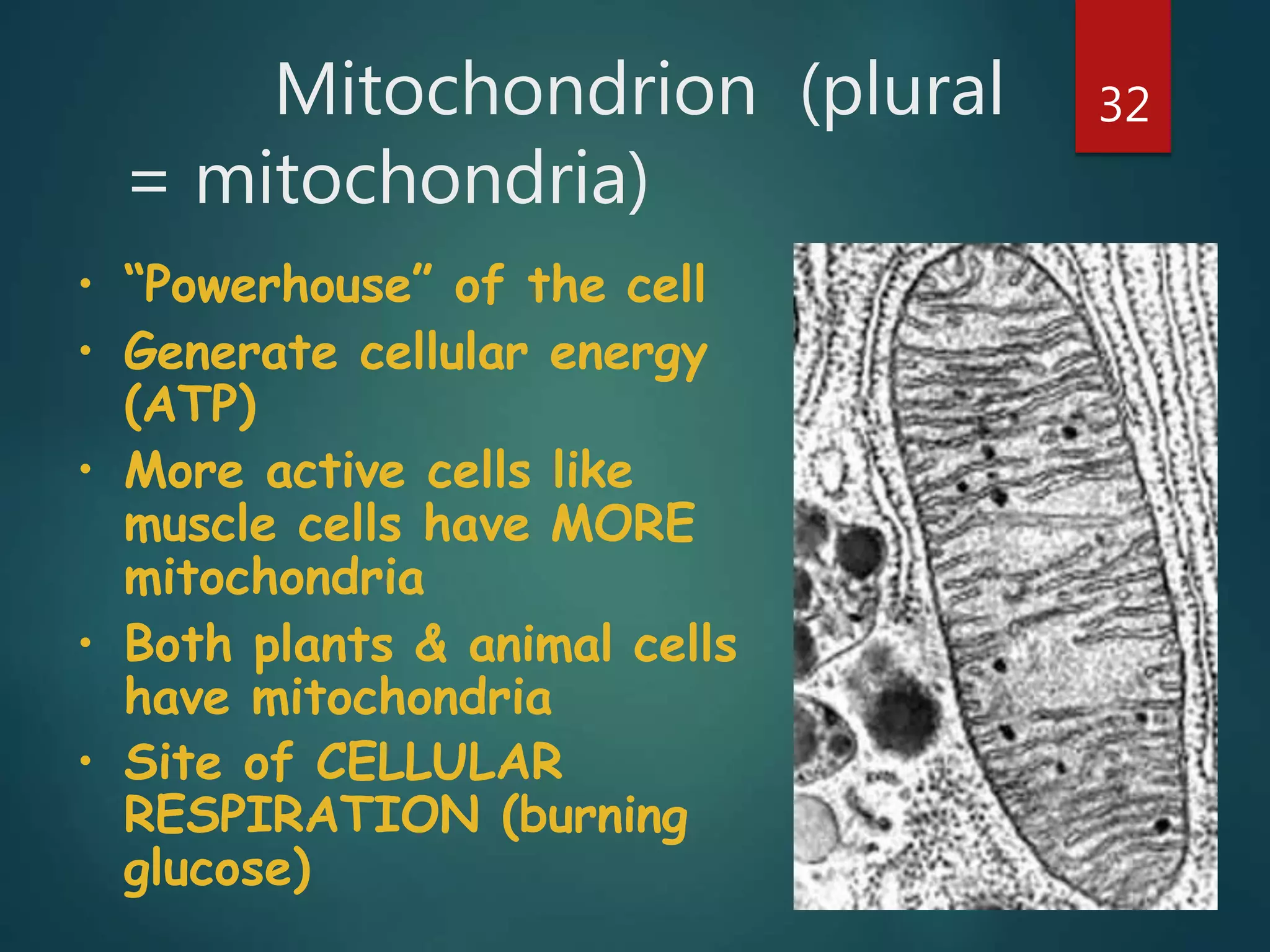 Mitochondrion (plural
= mitochondria)
32
• “Powerhouse” of the cell
• Generate cellular energy
(ATP)
• More active cells like
muscle cells have MORE
mitochondria
• Both plants & animal cells
have mitochondria
• Site of CELLULAR
RESPIRATION (burning
glucose)
 