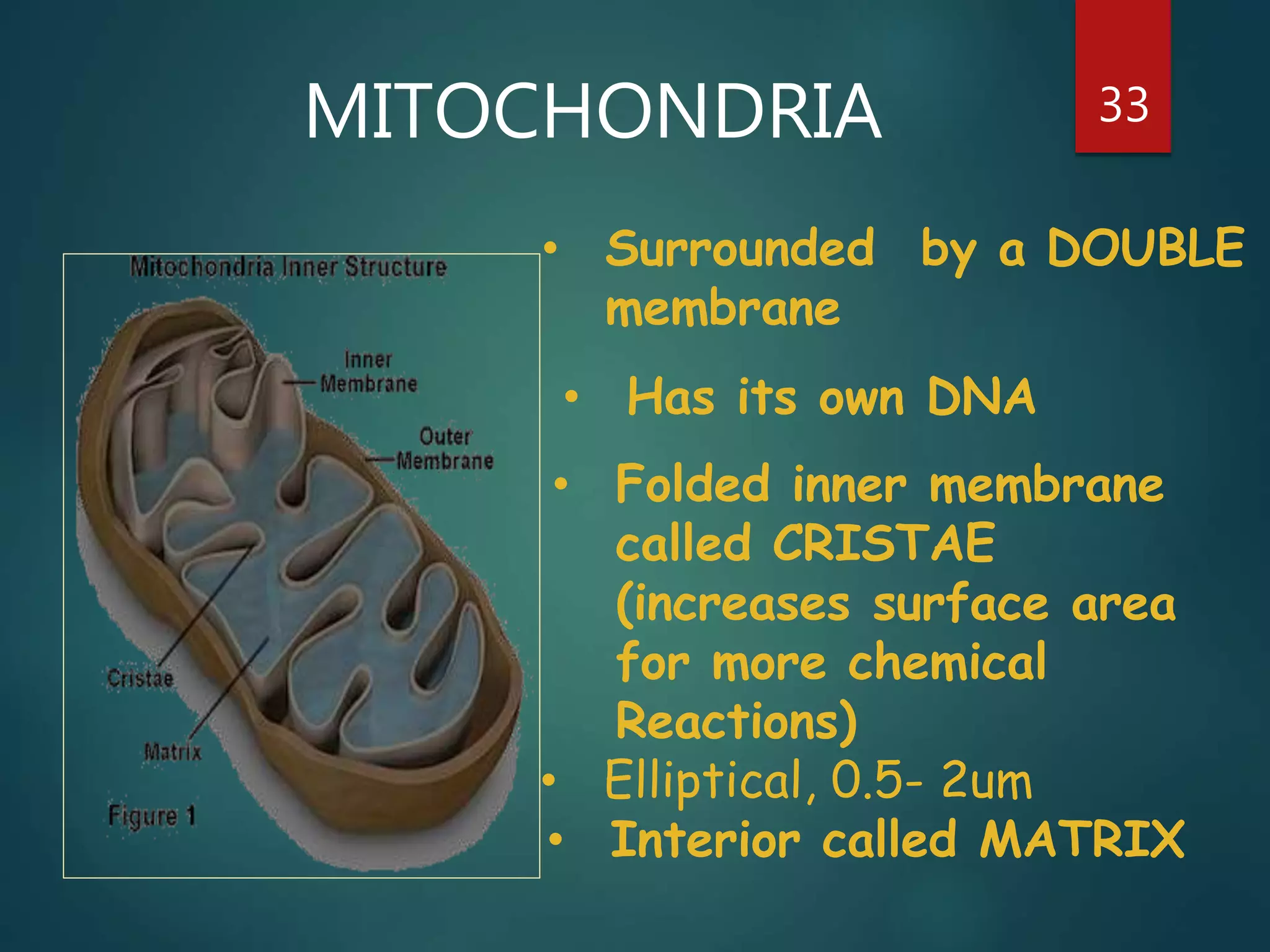 MITOCHONDRIA 33
• Surrounded by a DOUBLE
membrane
• Has its own DNA
• Folded inner membrane
called CRISTAE
(increases surface area
for more chemical
Reactions)
• Elliptical, 0.5- 2um
• Interior called MATRIX
 
