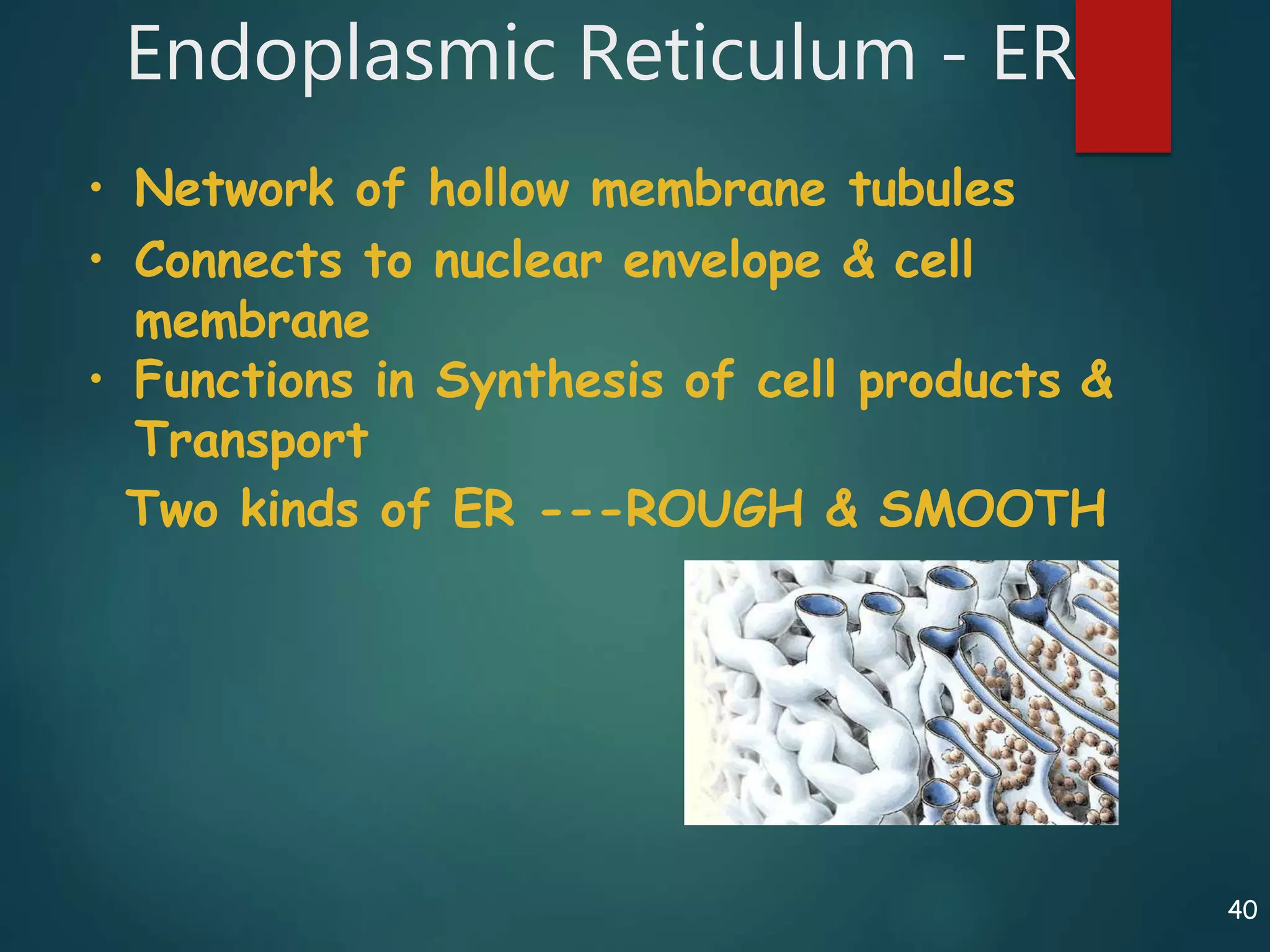 40
Endoplasmic Reticulum - ER
Two kinds of ER ---ROUGH & SMOOTH
• Network of hollow membrane tubules
• Connects to nuclear envelope & cell
membrane
• Functions in Synthesis of cell products &
Transport
 